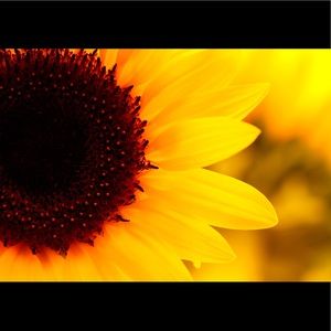 Meet your Posher, Nicolette